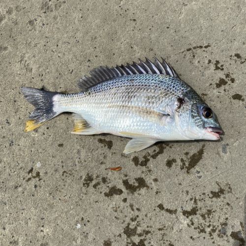 キチヌの釣果