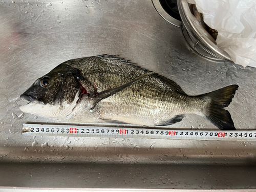 クロダイの釣果
