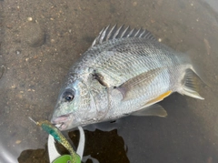 キビレの釣果