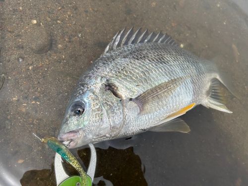 キビレの釣果