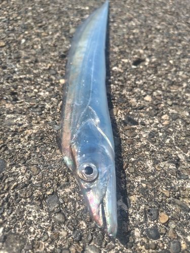 タチウオの釣果