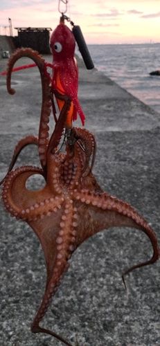 タコの釣果