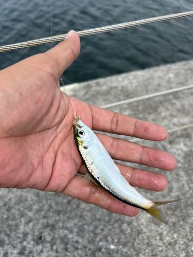 サッパの釣果