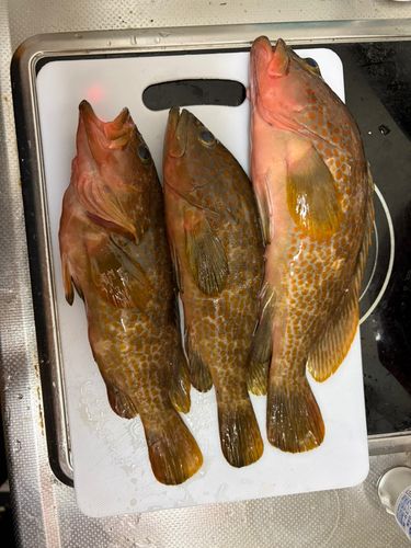 アコウの釣果