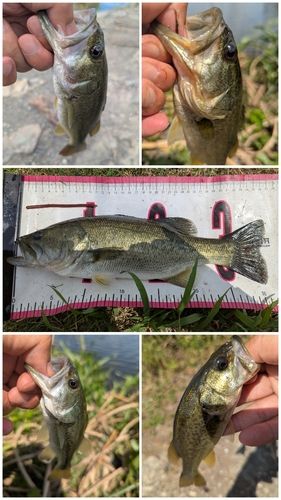 ブラックバスの釣果