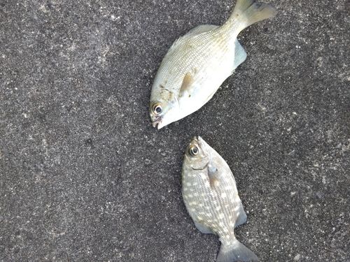 イスズミの釣果