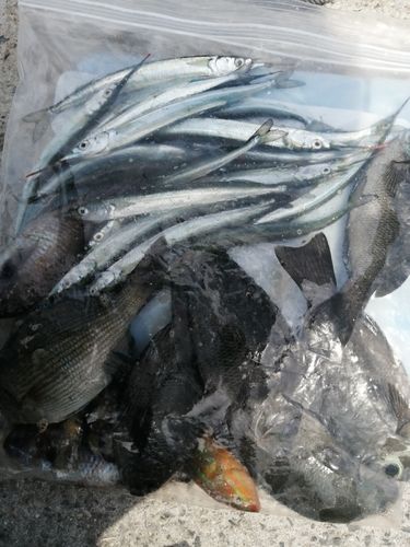 イスズミの釣果