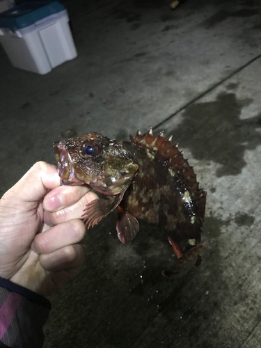 カサゴの釣果