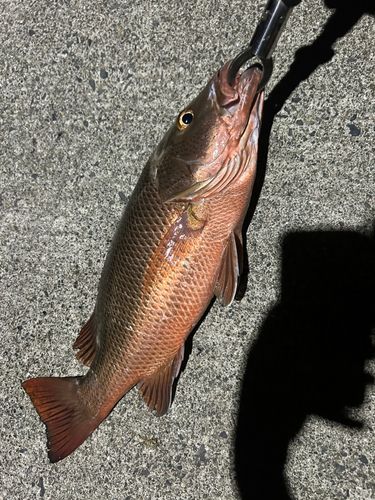 ゴマフエダイの釣果