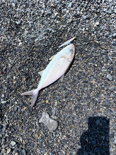 ショゴの釣果