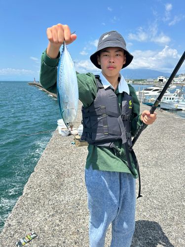 マルソウダの釣果