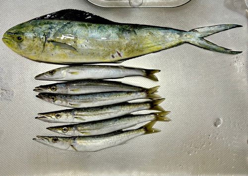 シイラの釣果