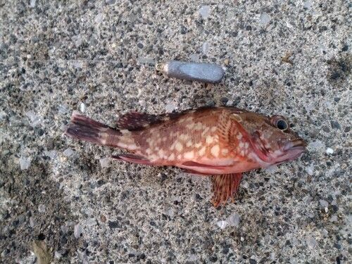 カサゴの釣果