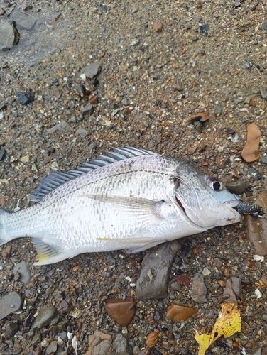 キビレの釣果