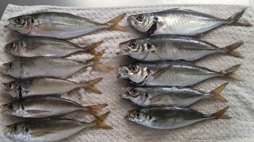 アジの釣果