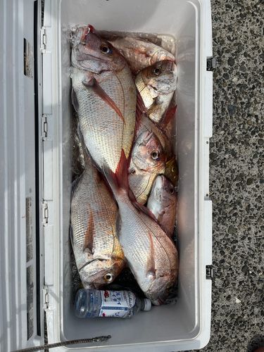 マダイの釣果