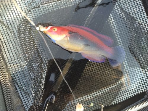 イトヒキベラの釣果