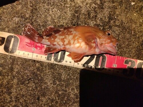 カサゴの釣果
