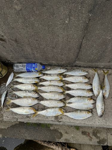コノシロの釣果