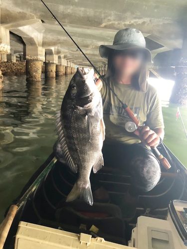 チヌの釣果