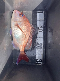 タイの釣果
