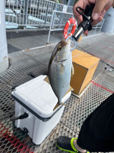 ショゴの釣果