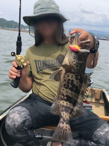 チャイロマルハタの釣果