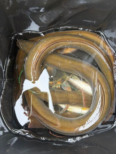 ニホンウナギの釣果