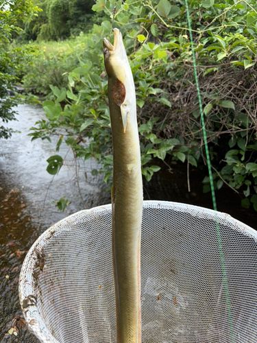 ニホンウナギの釣果