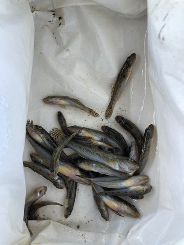 ハゼの釣果
