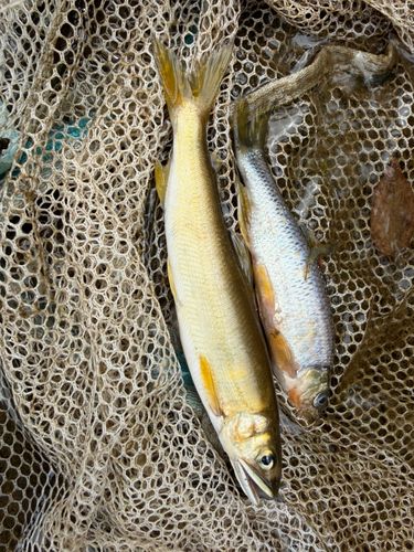 アユの釣果