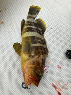 アオハタの釣果