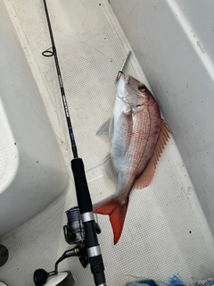 タイの釣果