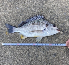 キチヌの釣果