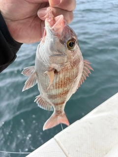 タイの釣果