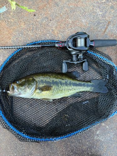 ラージマウスバスの釣果