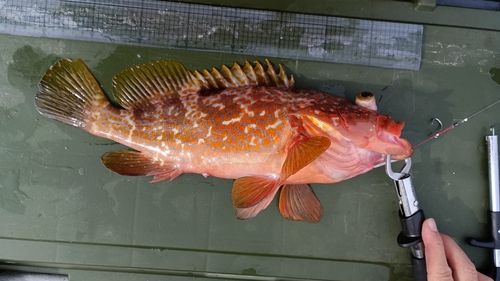 キジハタの釣果