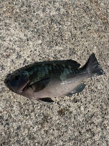 メジナの釣果