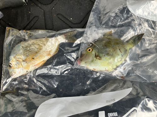 カワハギの釣果