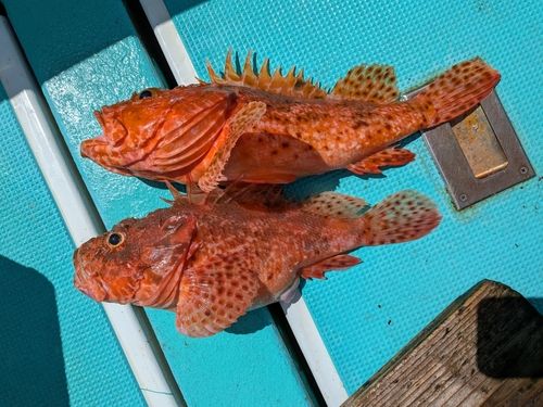 オニカサゴの釣果
