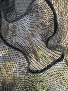ニゴイの釣果