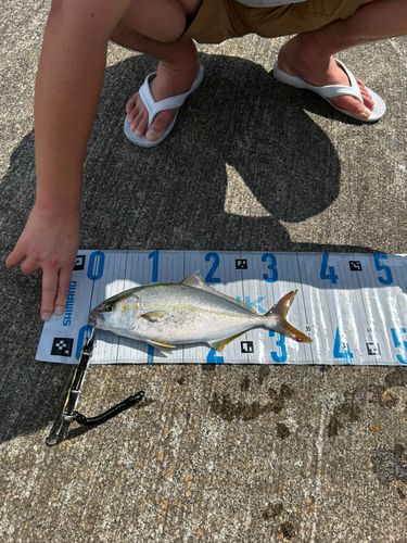 ショゴの釣果