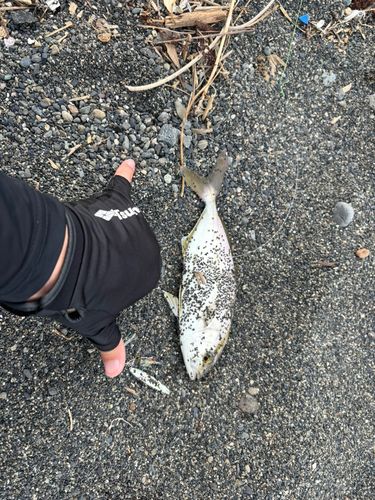 ショゴの釣果
