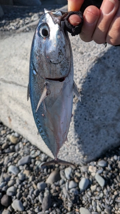 マルソウダの釣果