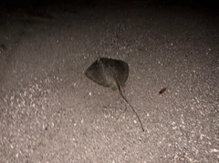 エイの釣果