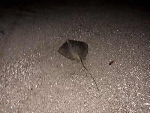 エイの釣果