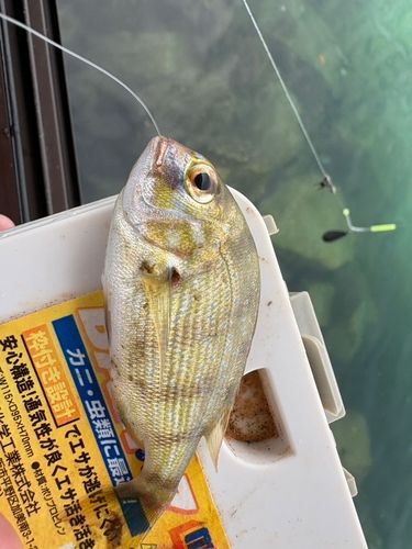 ヘダイの釣果