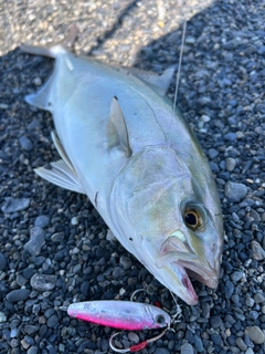 ショゴの釣果