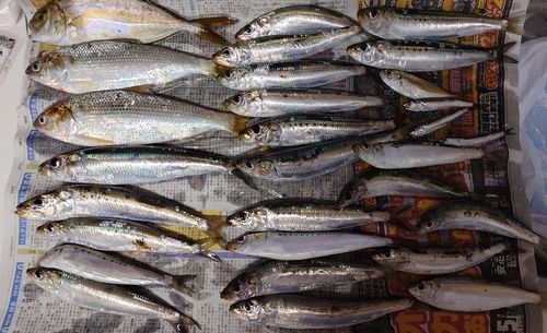 マイワシの釣果