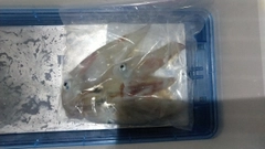 マイカの釣果